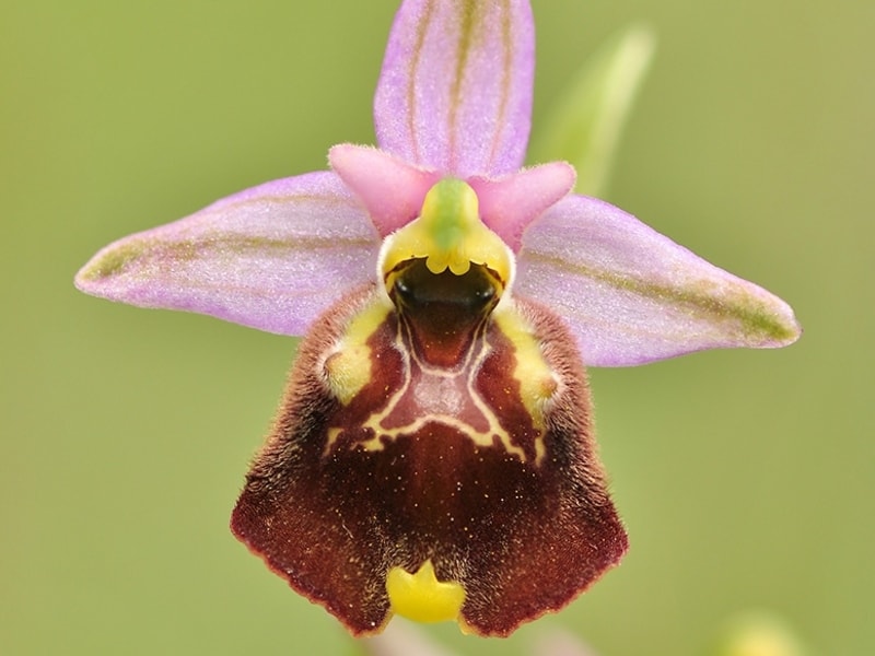 Ophrys oxyrrhynchos-min.jpg